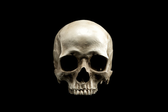 Detail Skull Stock Photo Nomer 2