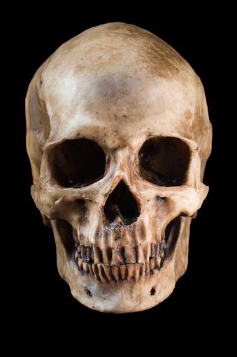 Detail Skull Stock Photo Nomer 18