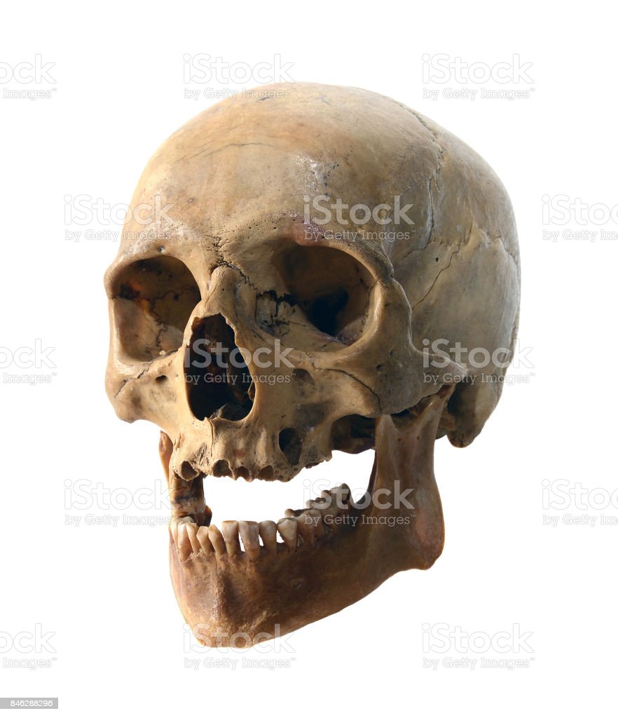 Detail Skull Stock Photo Nomer 30