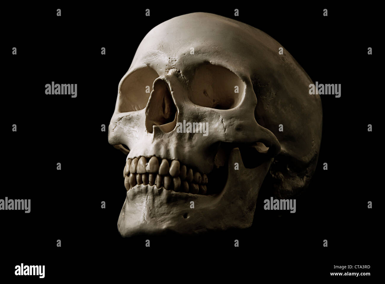Detail Skull Stock Photo Nomer 33