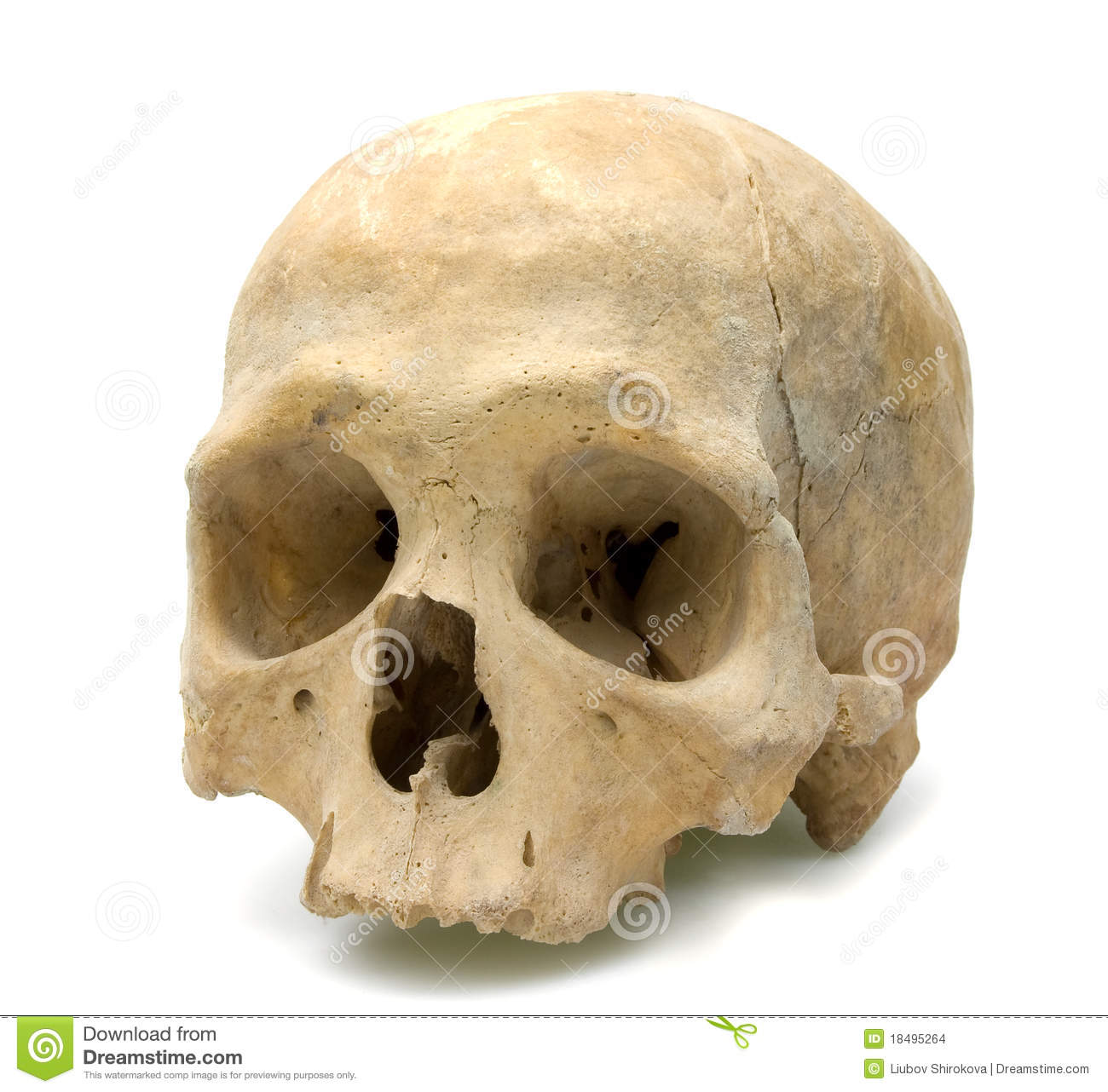 Detail Skull Stock Photo Nomer 43