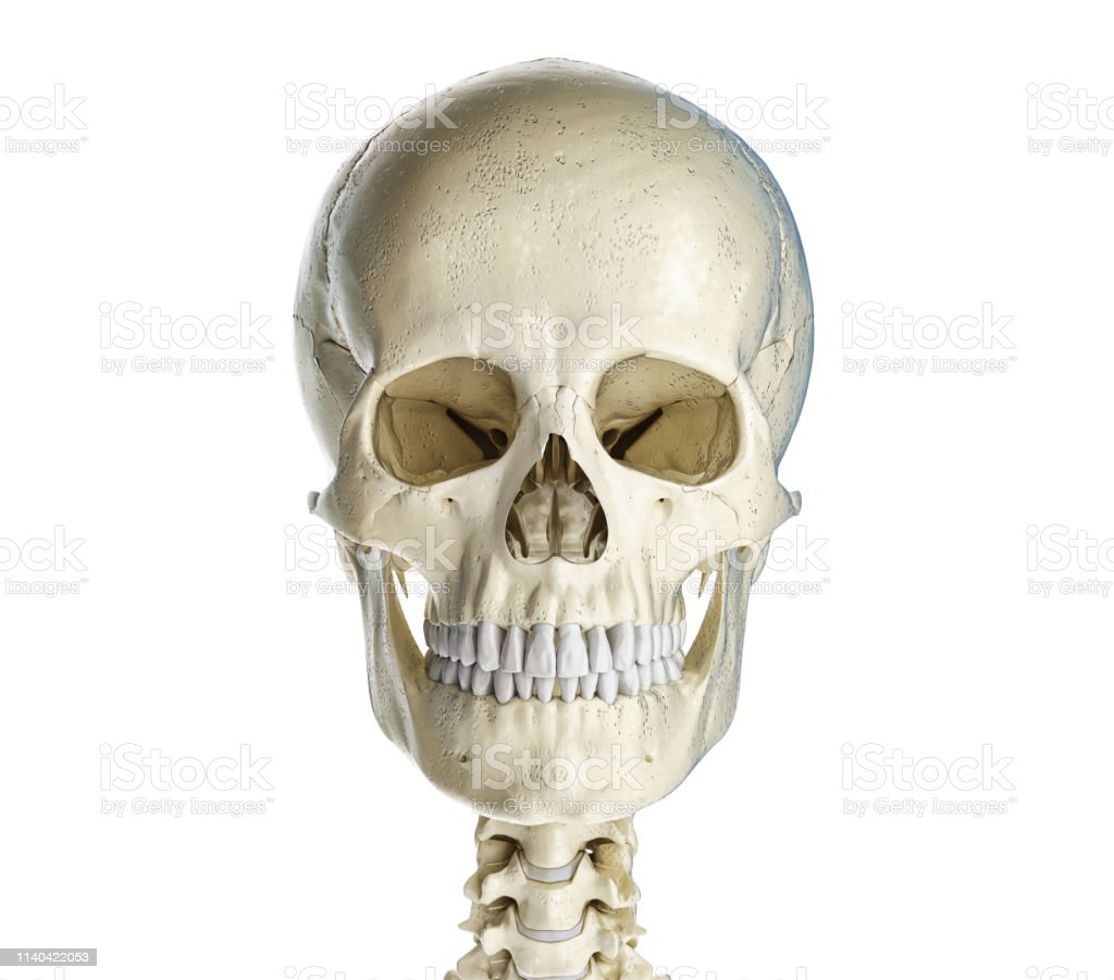 Detail Skull Stock Photo Nomer 44