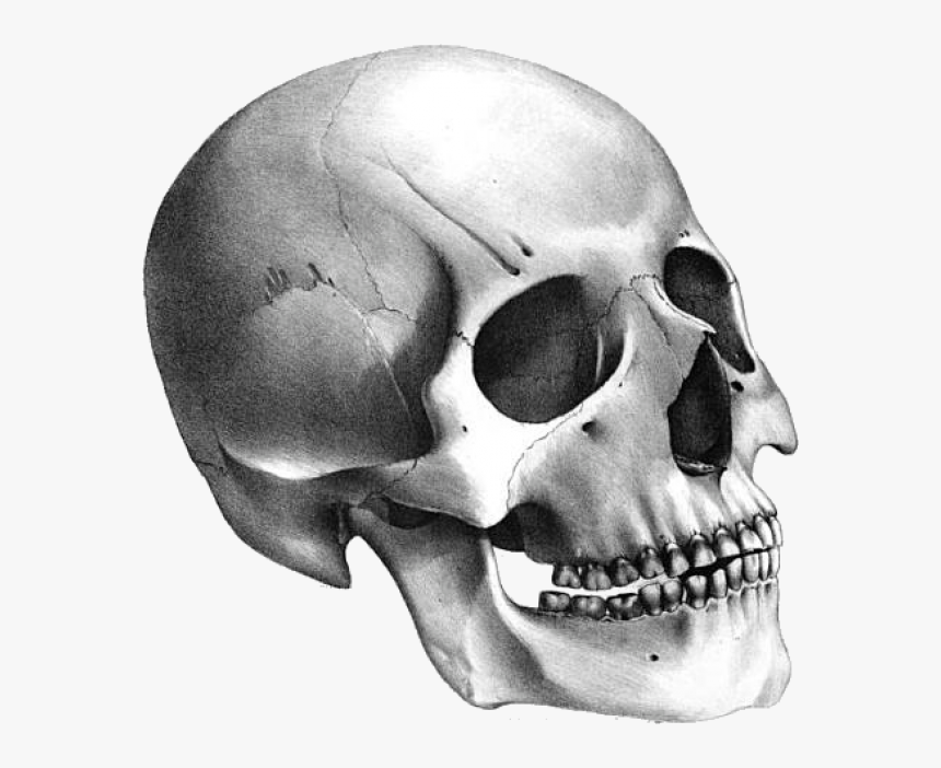 Detail Skull Transparent Nomer 28