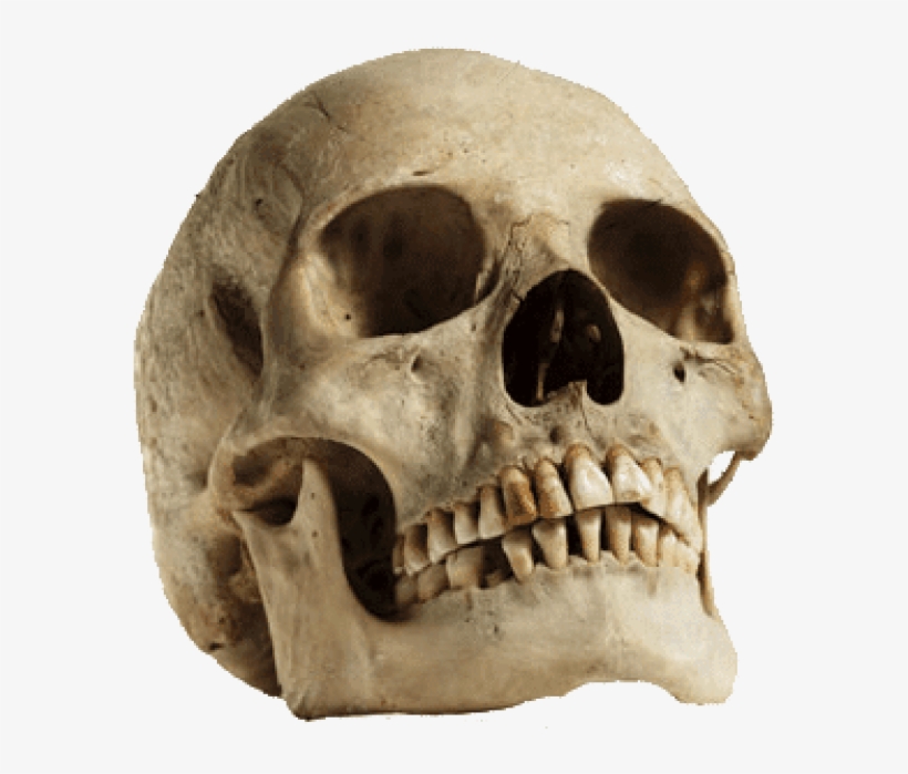 Detail Skull Transparent Nomer 39