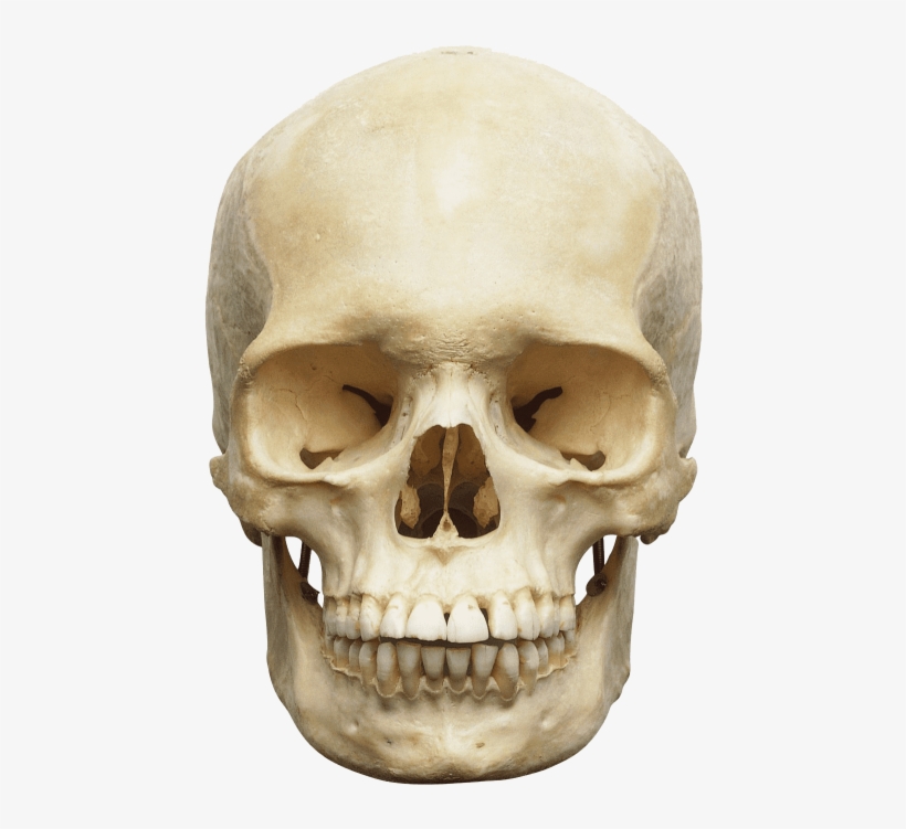 Detail Skull Transparent Nomer 40