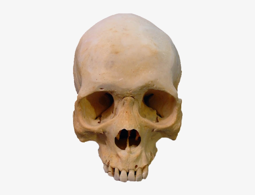 Detail Skull Transparent Nomer 51
