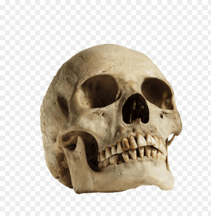 Detail Skull Transparent Background Nomer 45