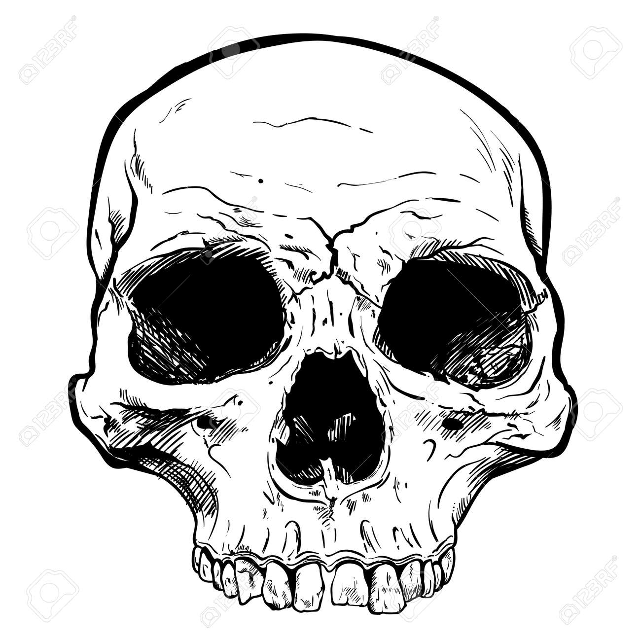 Detail Skull Vector Hd Nomer 17