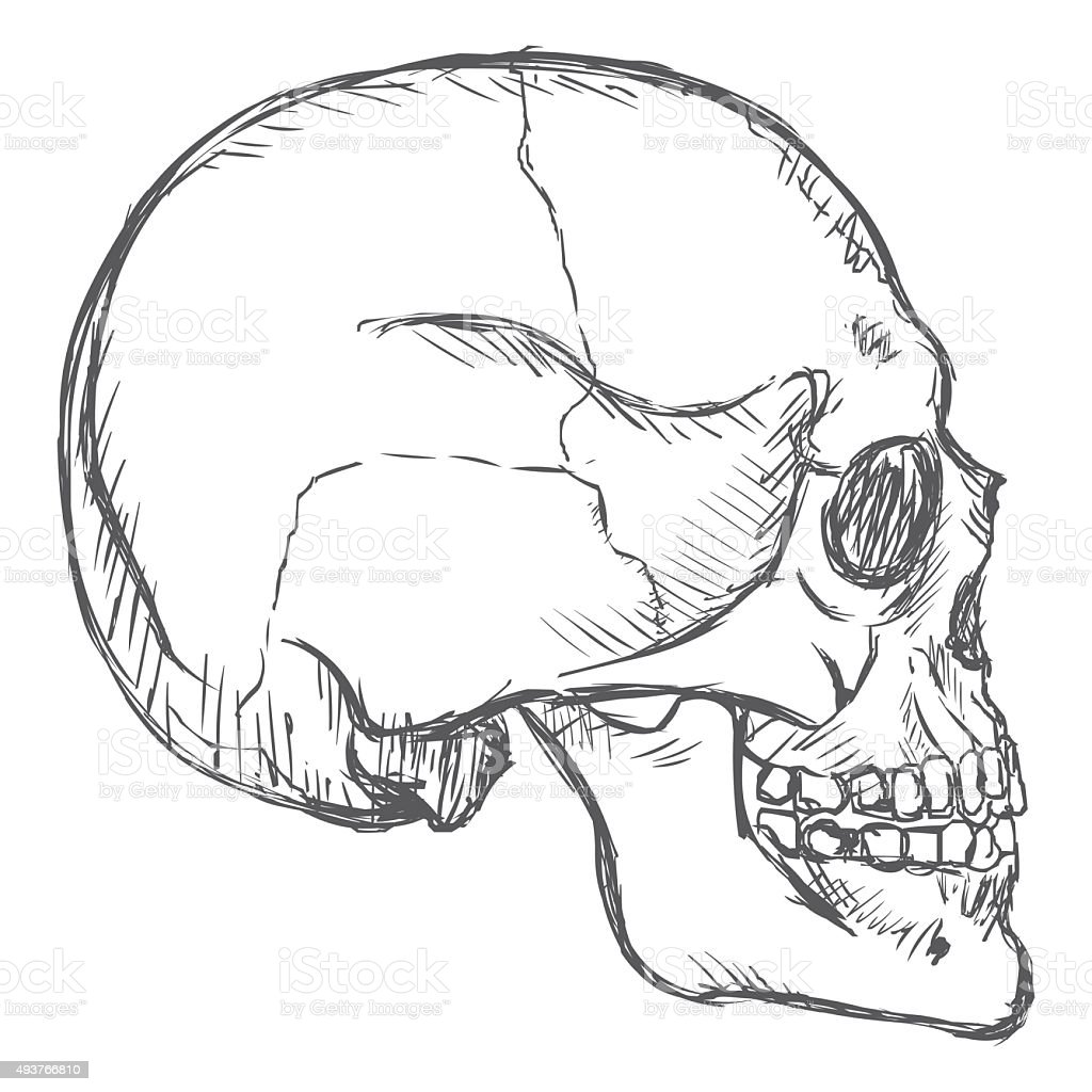 Detail Skull Vector Hd Nomer 26