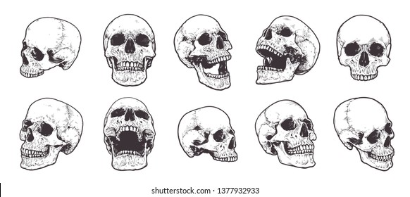 Detail Skull Vector Hd Nomer 27