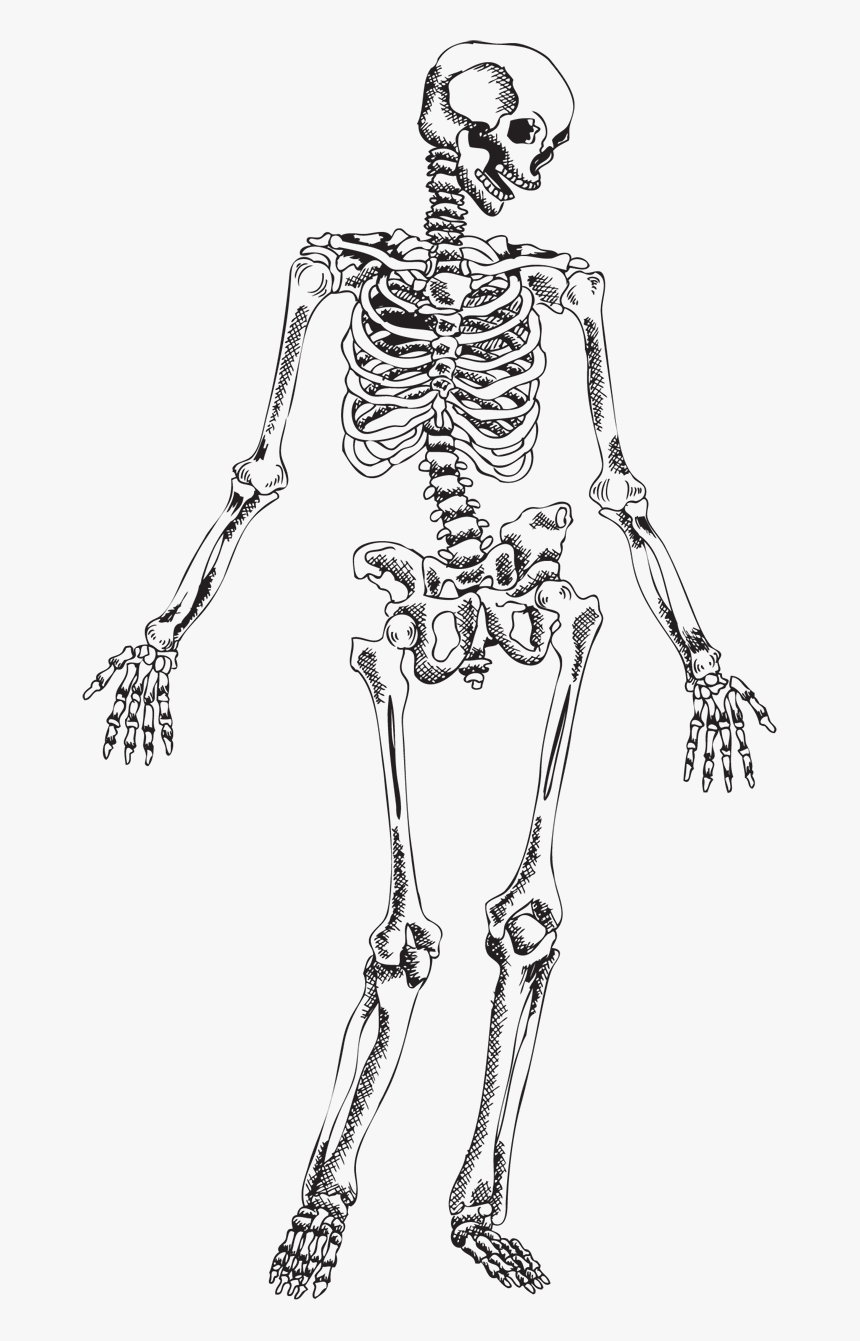 Detail Skull Vector Hd Nomer 36