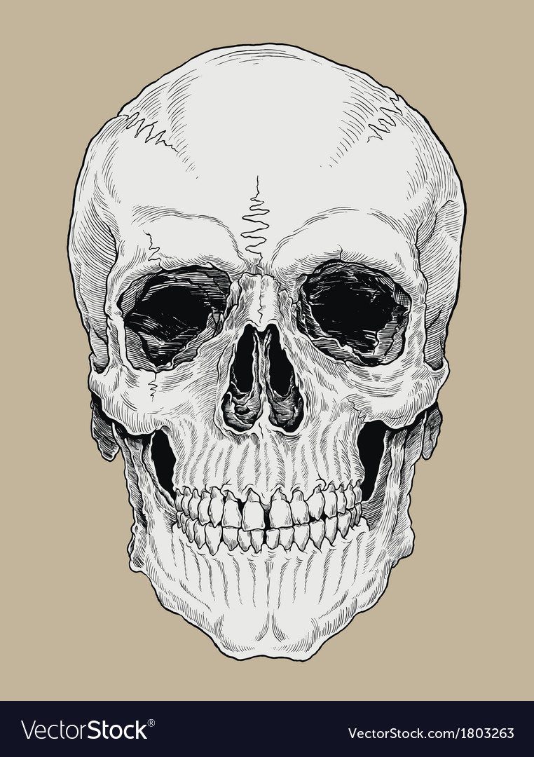 Detail Skull Vector Hd Nomer 40