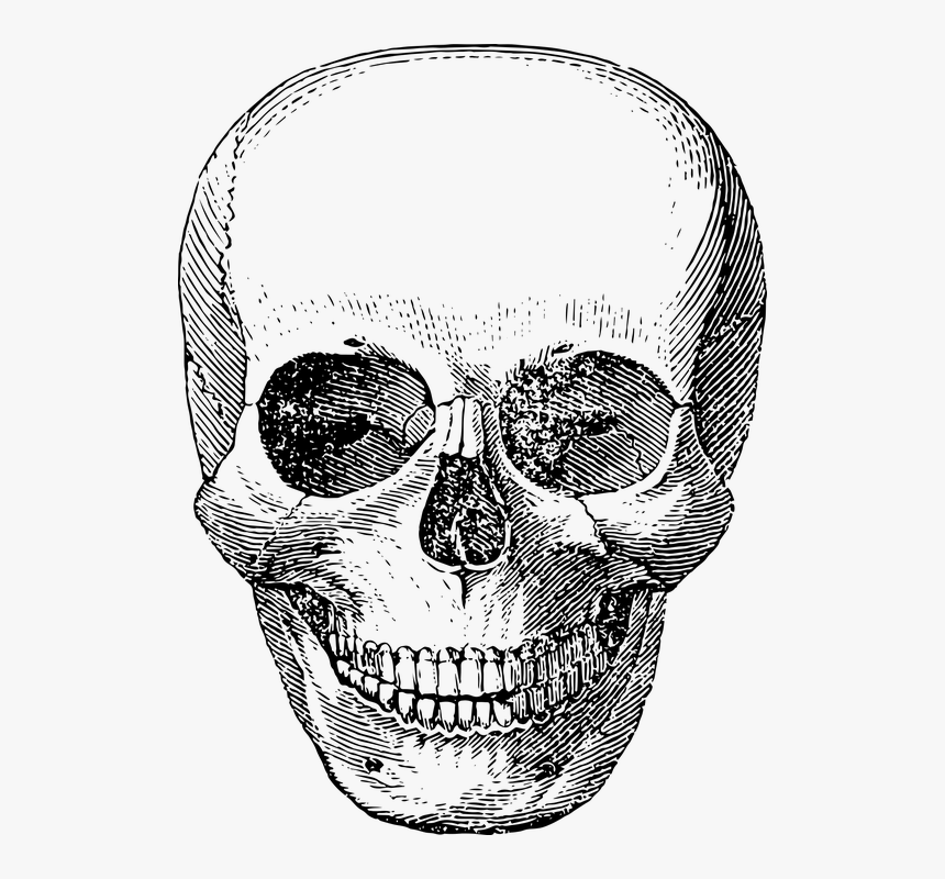 Detail Skull Vector Hd Nomer 47