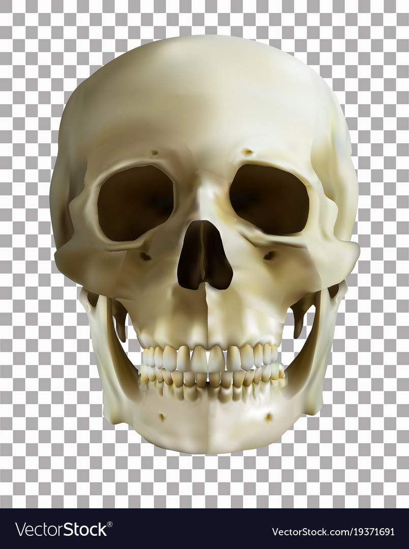Detail Skulls Transparent Nomer 12