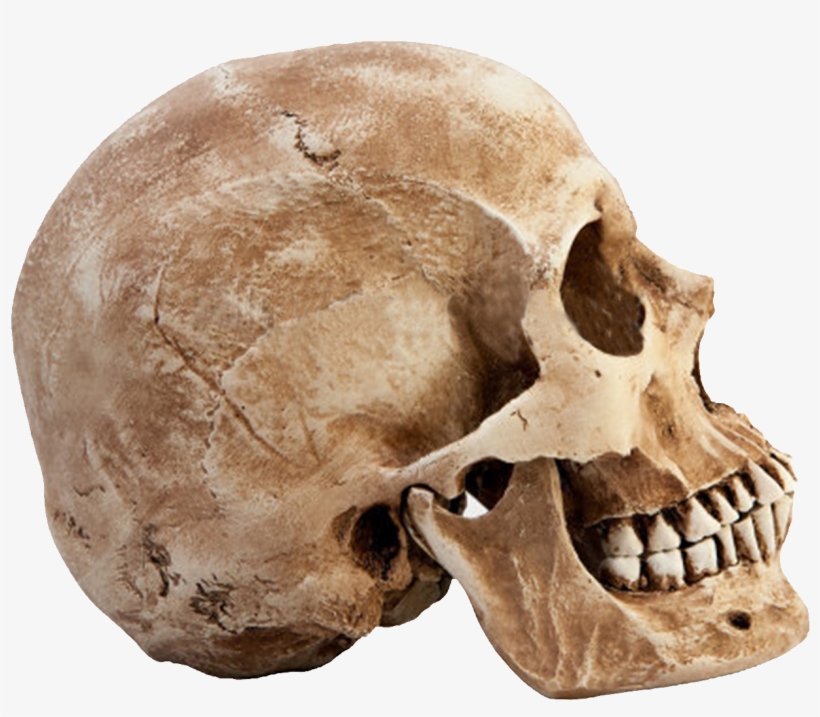 Detail Skulls Transparent Nomer 37