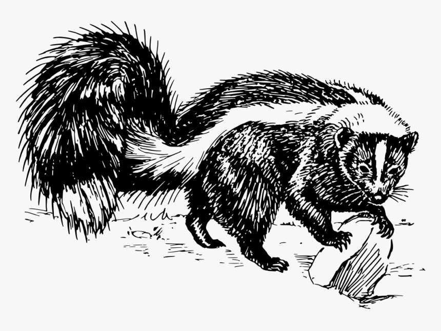 Download Skunk Clipart Black And White Nomer 15