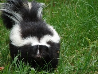 Skunk Photos Free - KibrisPDR