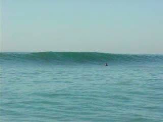 Detail Skunk Point Surfing Nomer 47