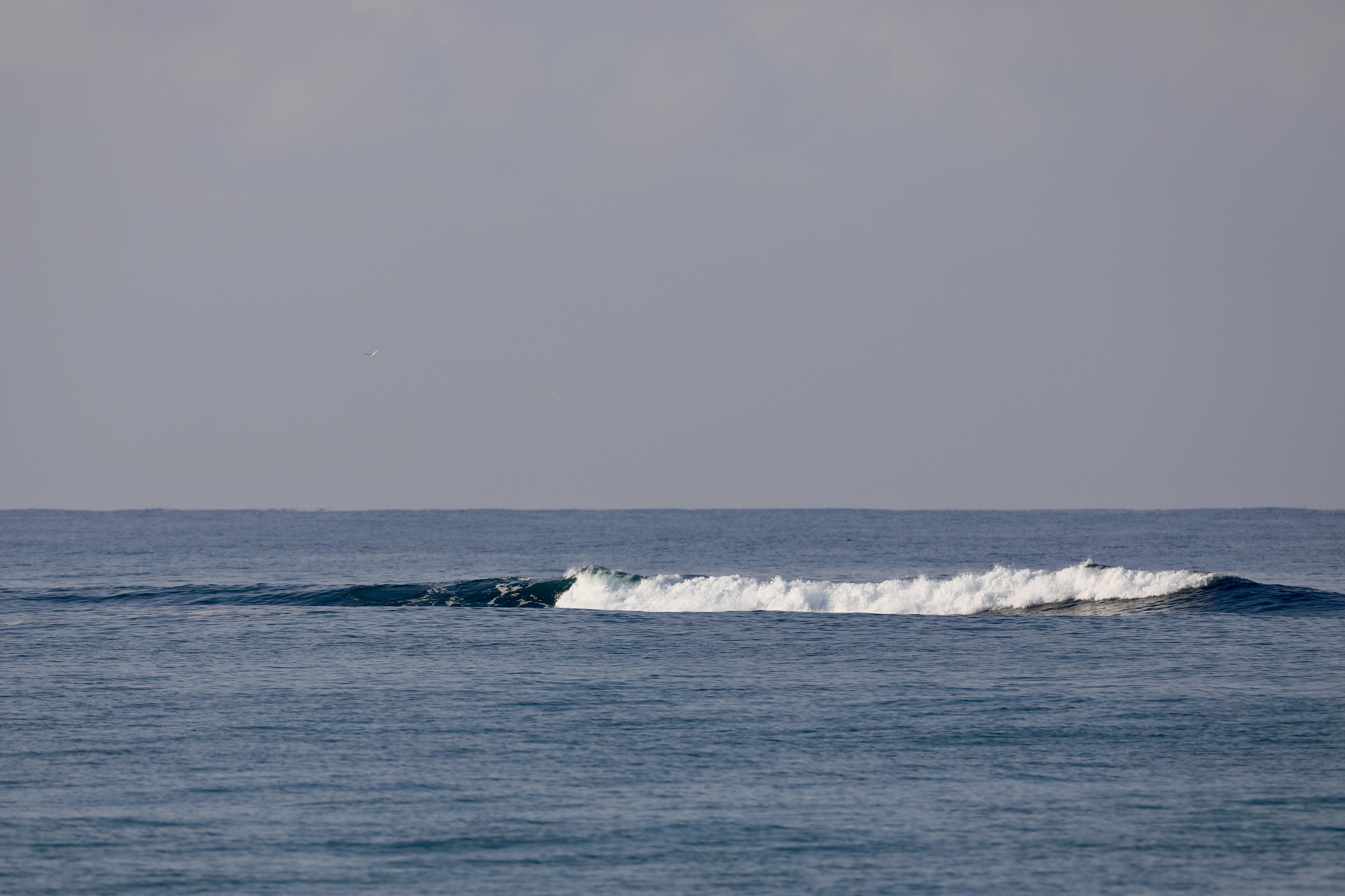 Detail Skunk Point Surfing Nomer 53