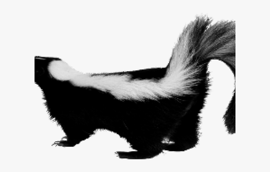 Skunk Transparent - KibrisPDR