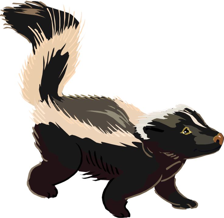 Detail Skunks Clipart Nomer 10