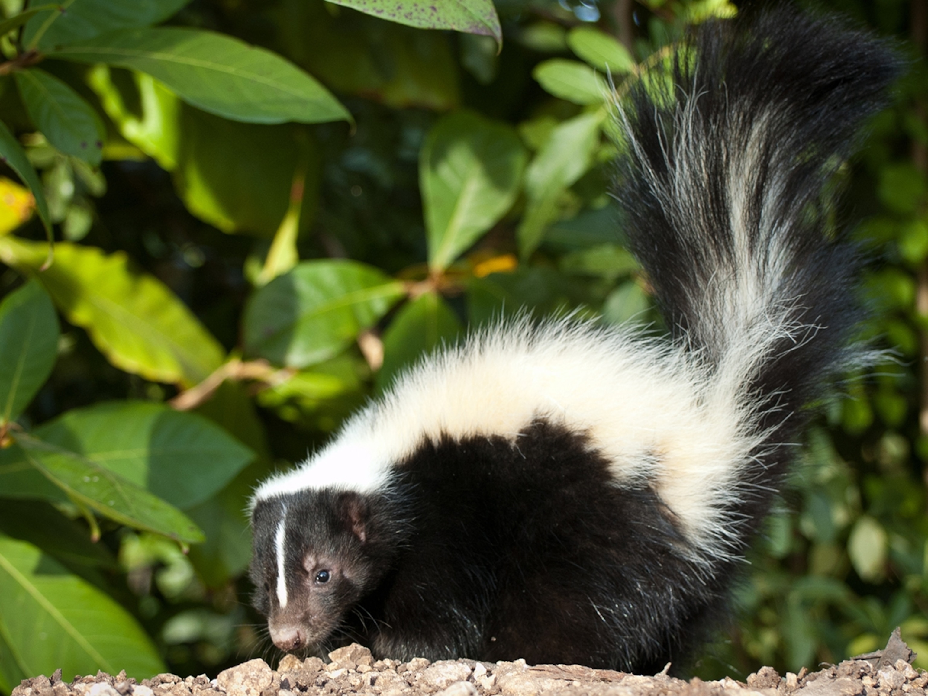Detail Skunks Pics Nomer 3