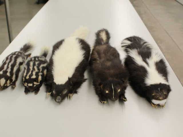 Detail Skunks Pics Nomer 29