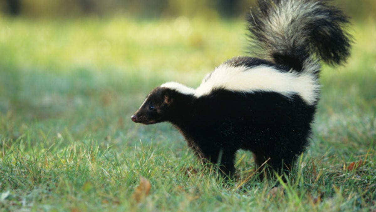 Detail Skunks Pics Nomer 9