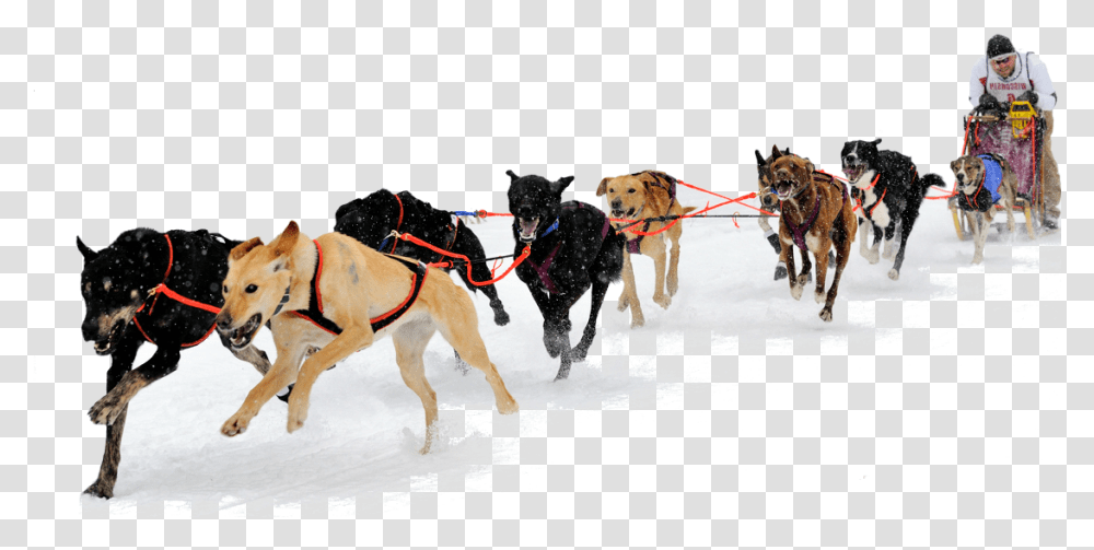 Detail Sled Dogs Clipart Nomer 44