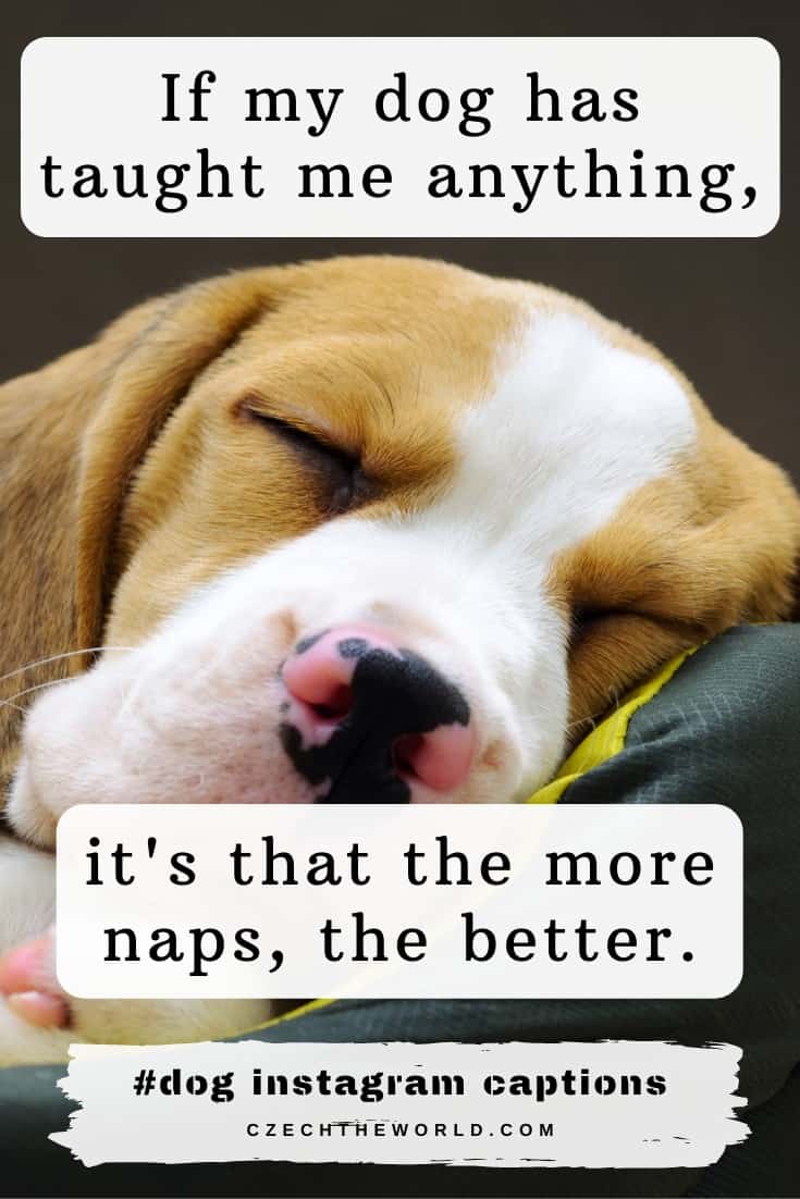 Detail Sleeping Dog Quotes Nomer 27