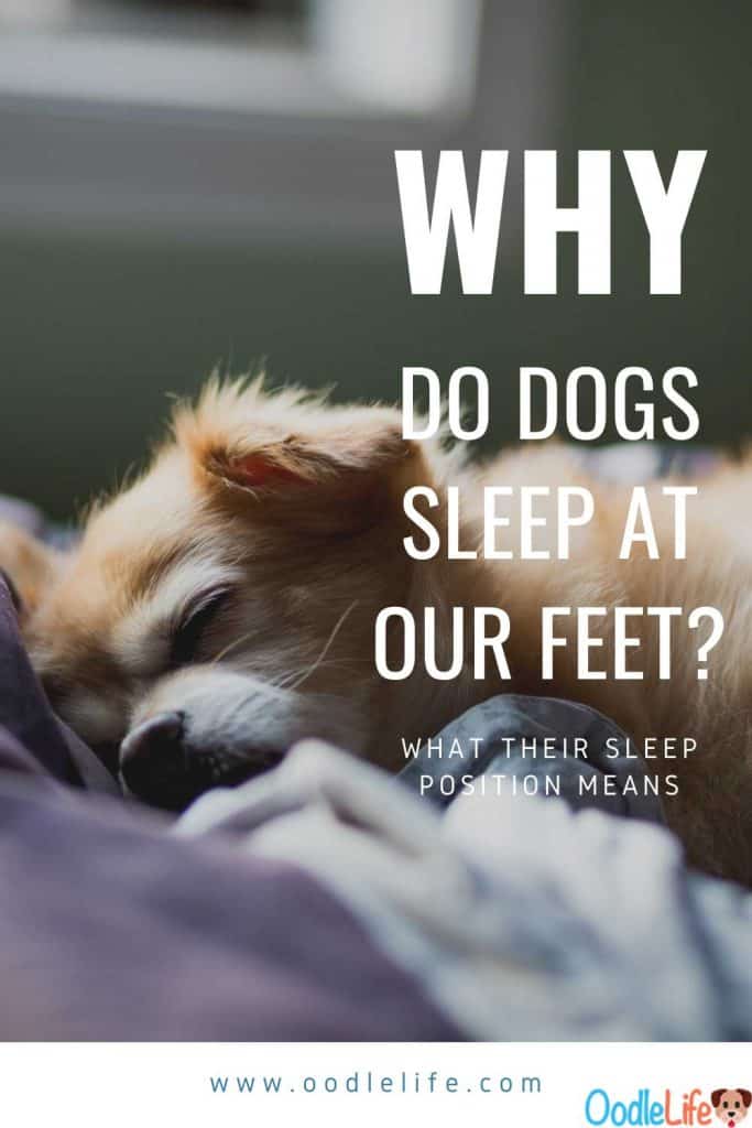 Detail Sleeping Dog Quotes Nomer 41