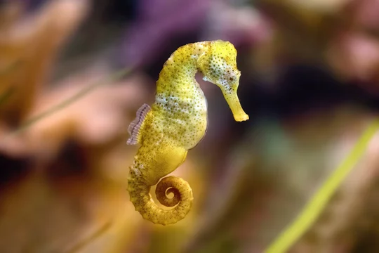 Detail Slender Seahorse Nomer 9