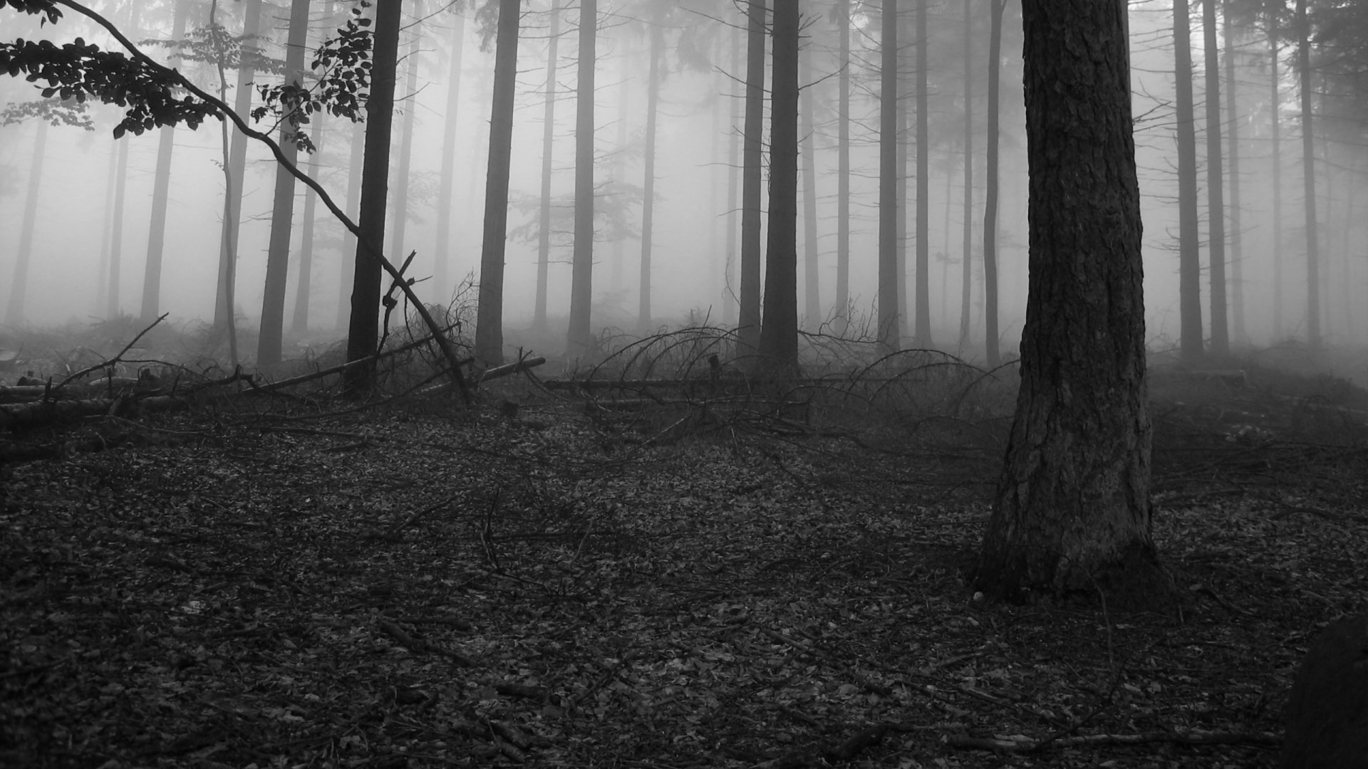 Detail Slenderman Wallpapers Nomer 18