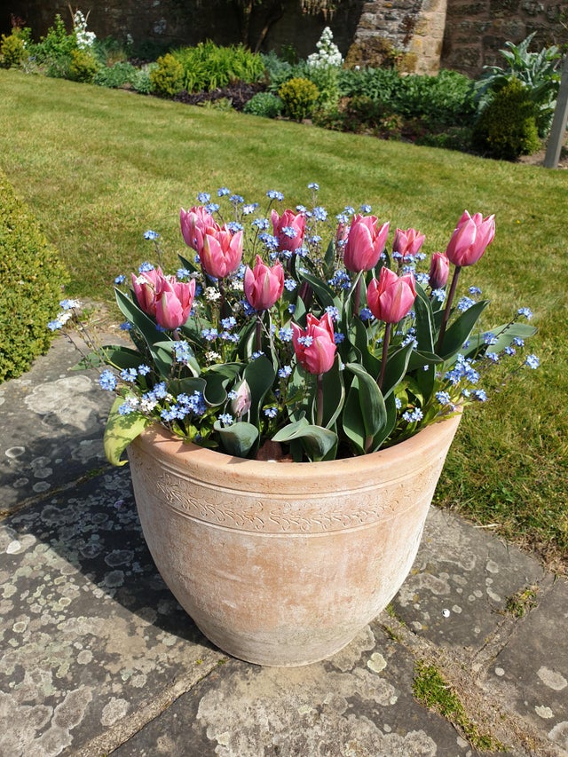 Detail Witcher Tulips Nomer 16