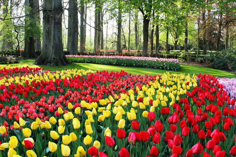 Detail Witcher Tulips Nomer 21