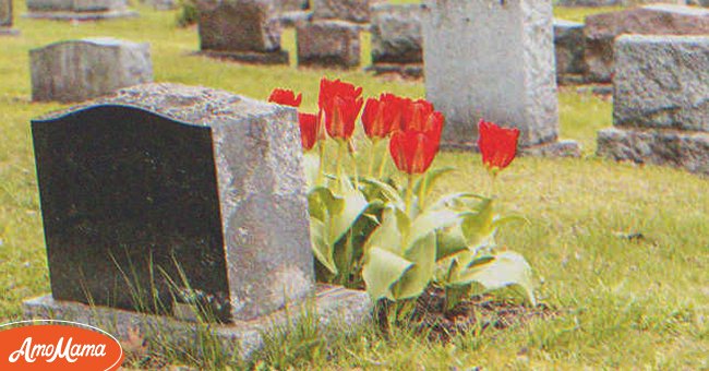 Detail Witcher Tulips Nomer 22