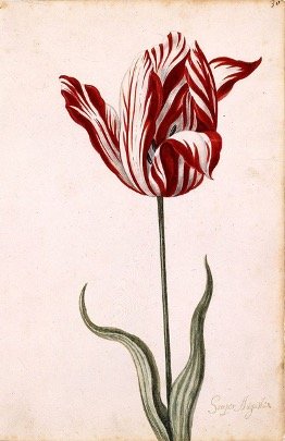Detail Witcher Tulips Nomer 25