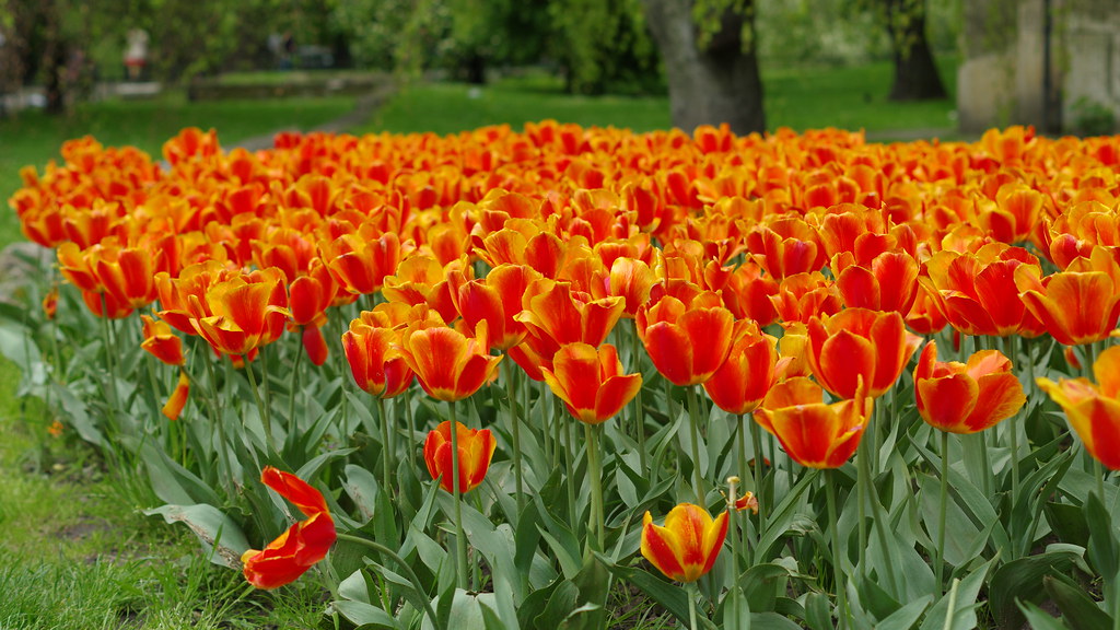 Detail Witcher Tulips Nomer 26