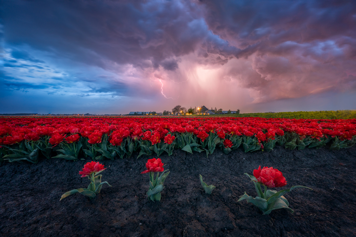 Detail Witcher Tulips Nomer 28