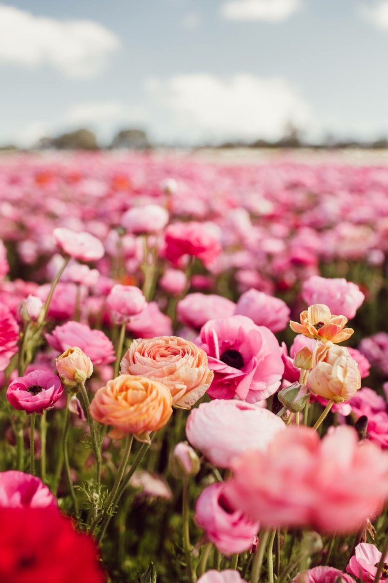 Detail Witcher Tulips Nomer 36