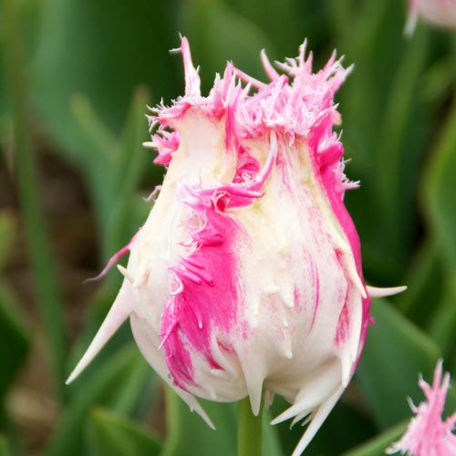 Detail Witcher Tulips Nomer 39