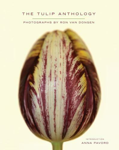Detail Witcher Tulips Nomer 50