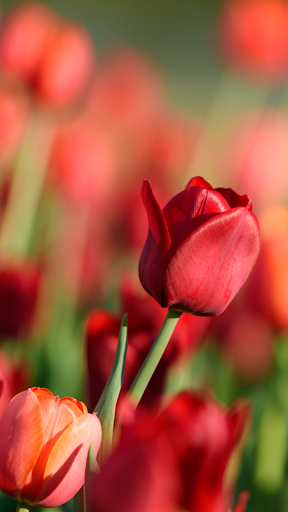 Detail Witcher Tulips Nomer 51