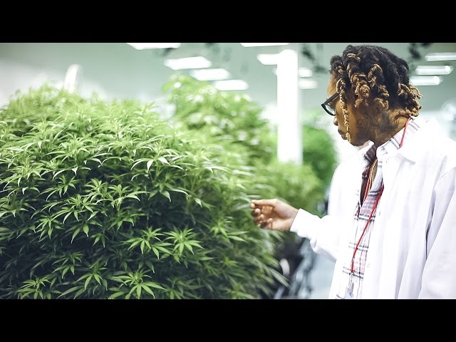 Detail Wiz Khalifa Weed Farm Nomer 32