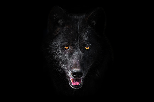 Detail Wolf Download Nomer 29