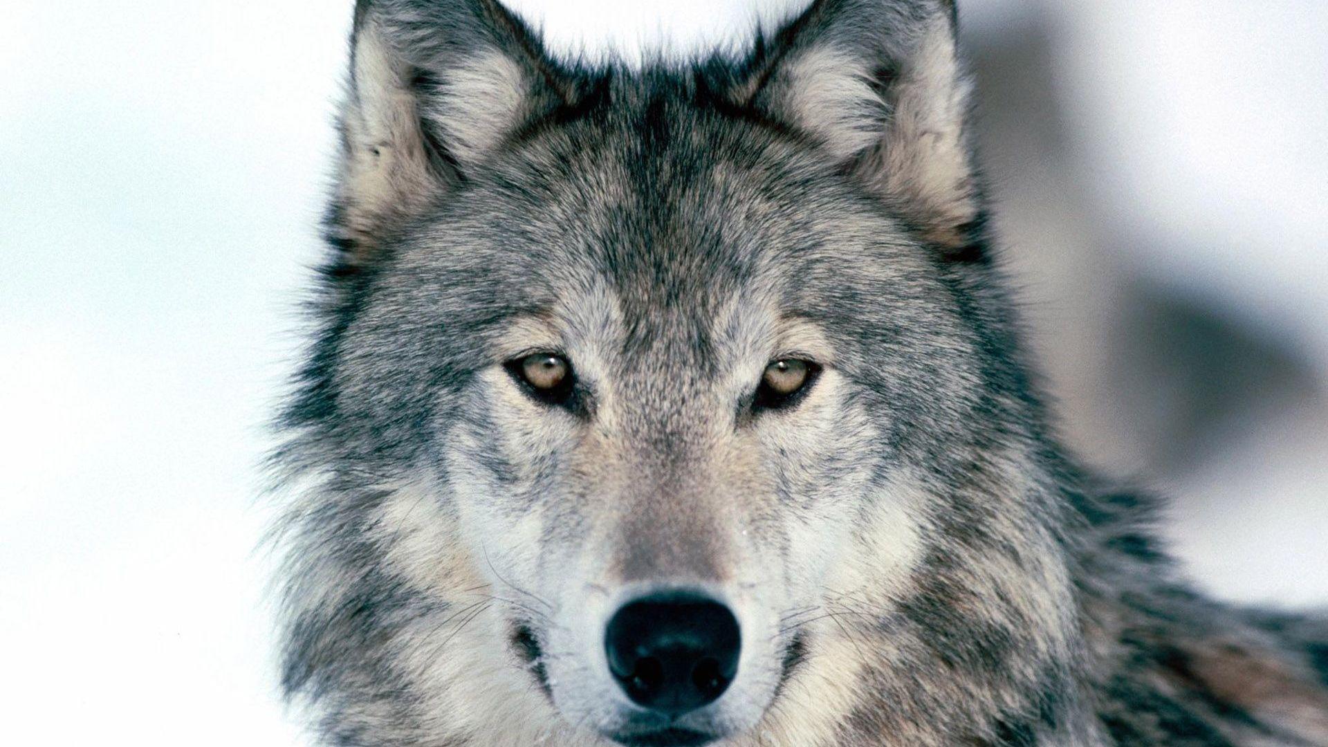 Wolf Face Hd - KibrisPDR
