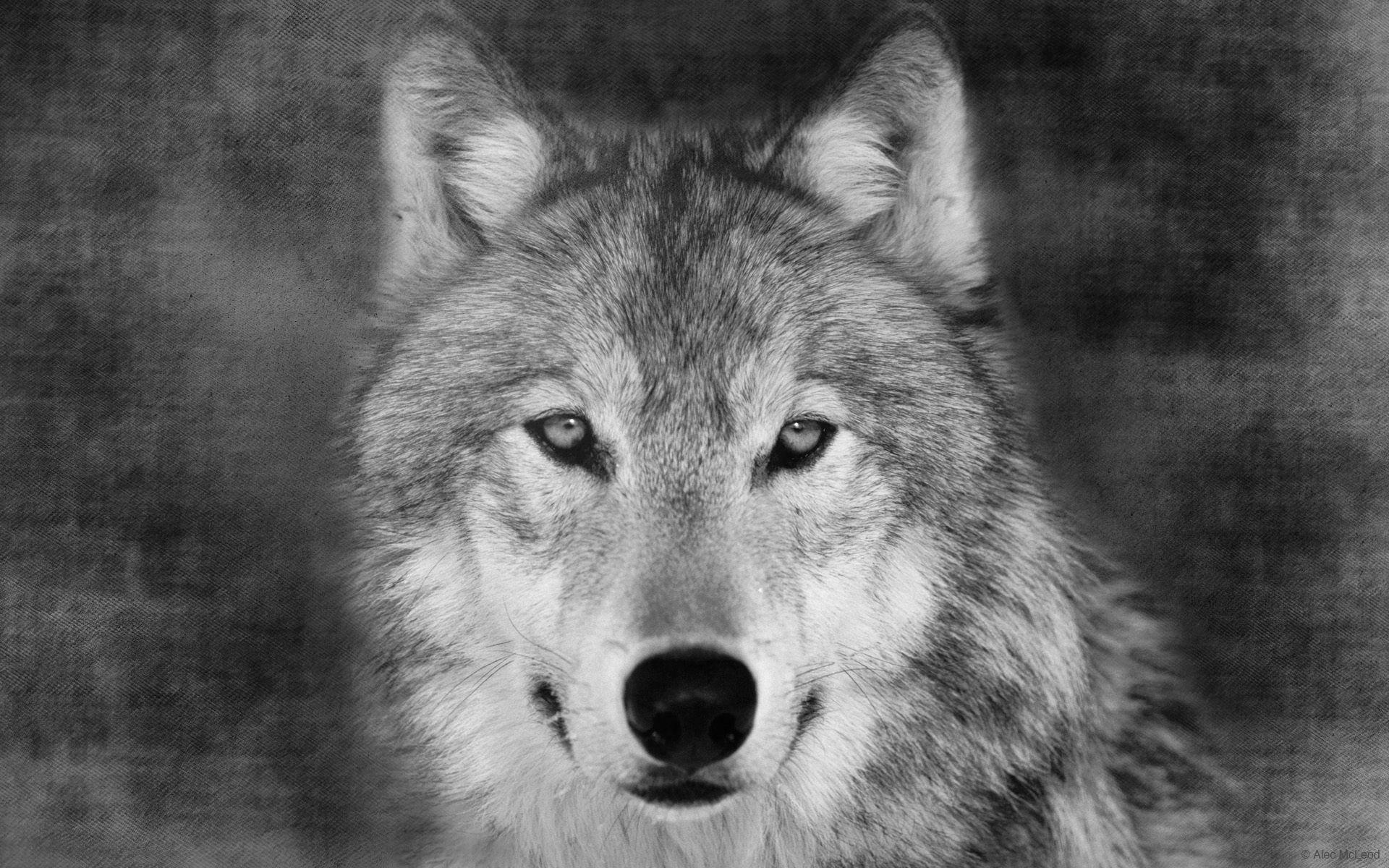 Detail Wolf Face Hd Nomer 12