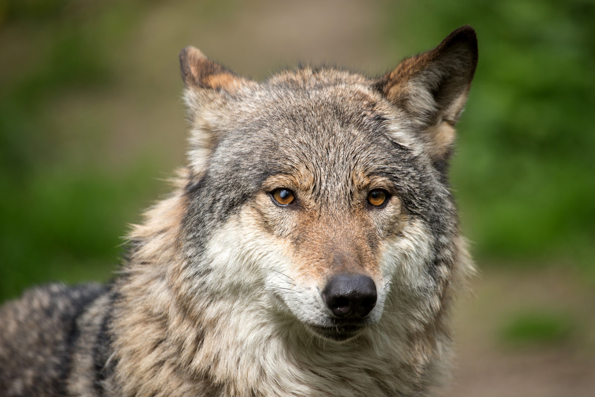 Detail Wolf Face Hd Nomer 13