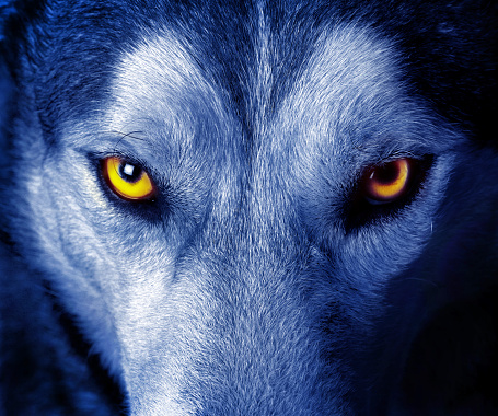 Detail Wolf Face Hd Nomer 14