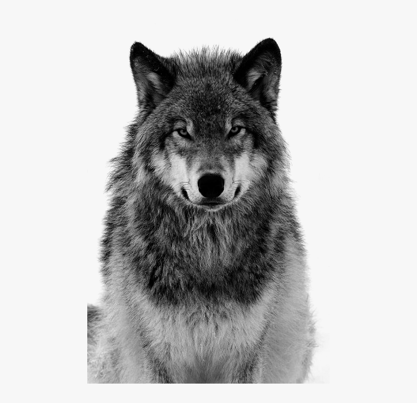 Detail Wolf Face Hd Nomer 15